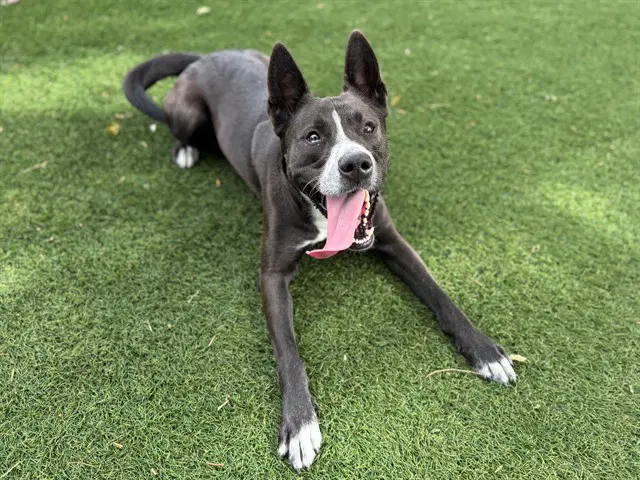 Luey - Australian Cattle Dog/Blue Heeler