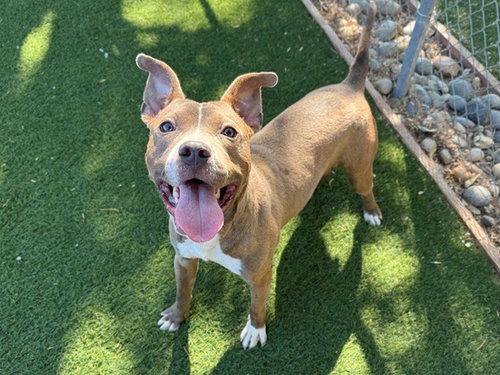 picture of the dog needing adoption