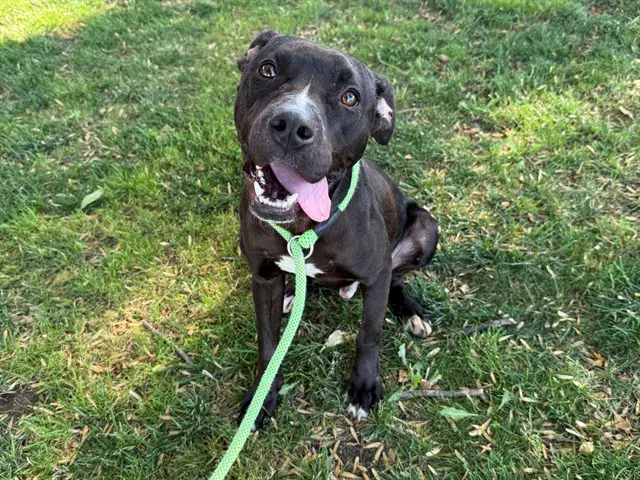 Benjamin - Pit Bull Terrier