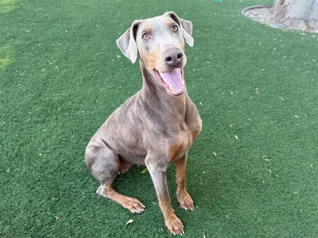 Scarlet - Doberman Pinscher