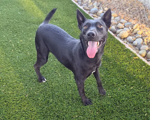 Clementine - Labrador Retriever
