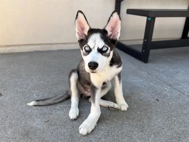 Cinnamon - Siberian Husky