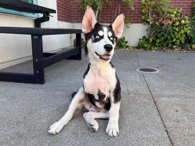 Coriander - Siberian Husky