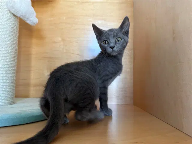 Fenugreek - Domestic Short Hair