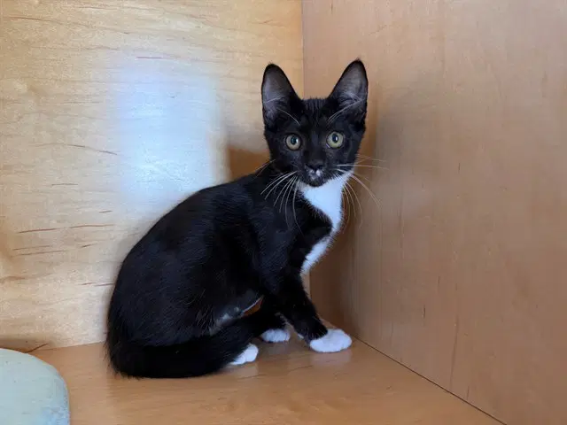 Cumin - Domestic Short Hair
