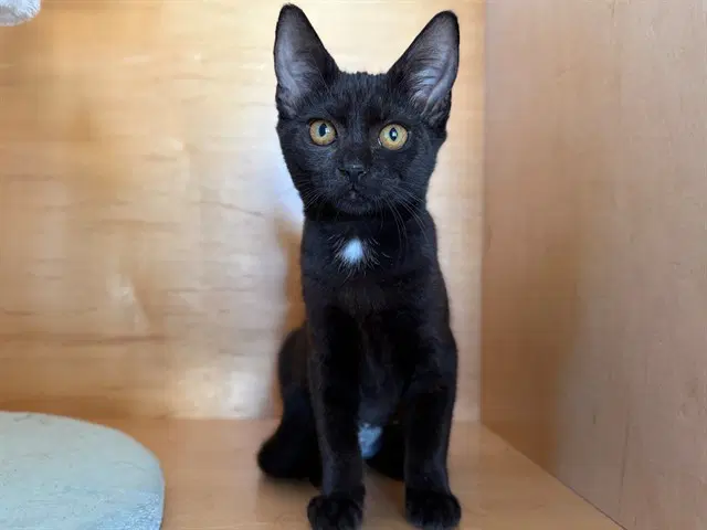 Ajwain - Domestic Short Hair