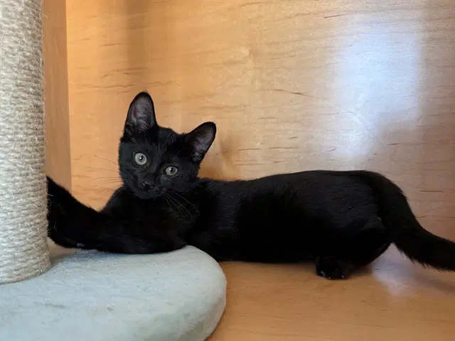 Lemongrass - Domestic Short Hair