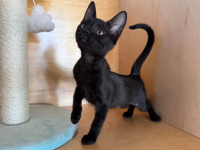 Parsley - Domestic Short Hair