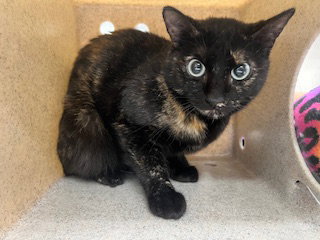 picture of the cat needing adoption