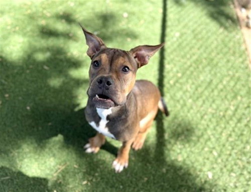 picture of the dog needing adoption