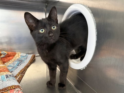 picture of the cat needing adoption