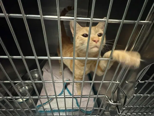 Mace - Domestic Short Hair