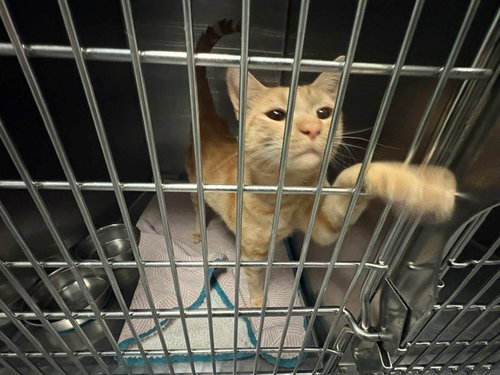 picture of the cat needing adoption