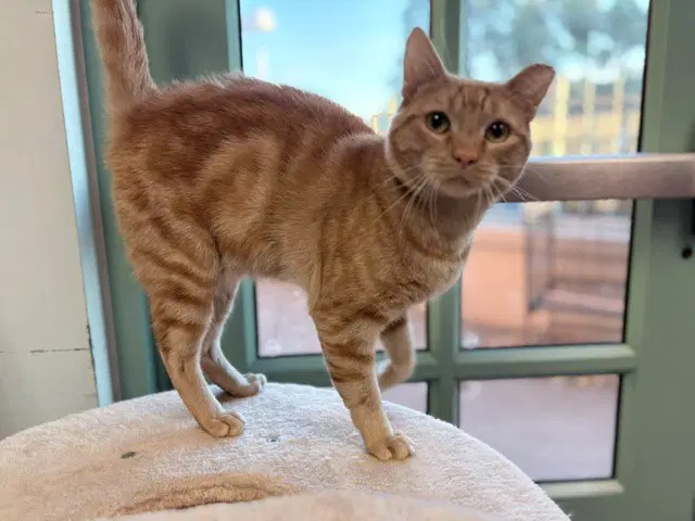 Mace - Domestic Short Hair