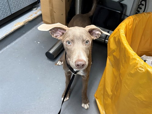 picture of the dog needing adoption