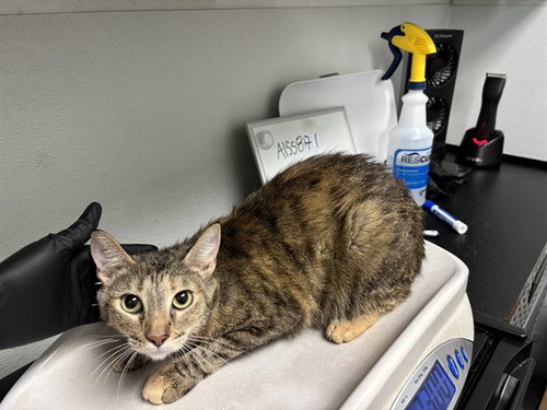 picture of the cat needing adoption