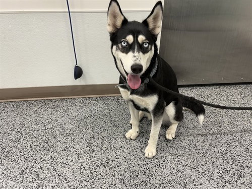 picture of the dog needing adoption