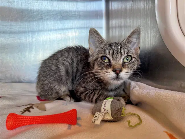 Zinnia - Domestic Short Hair