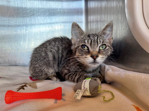 picture of the cat needing adoption