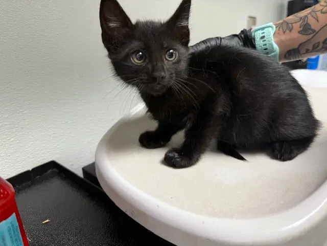 Gladiolus - Domestic Short Hair
