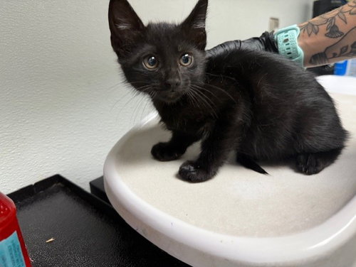 picture of the cat needing adoption
