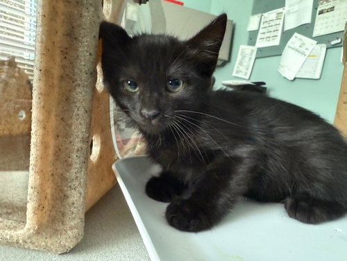 picture of the cat needing adoption