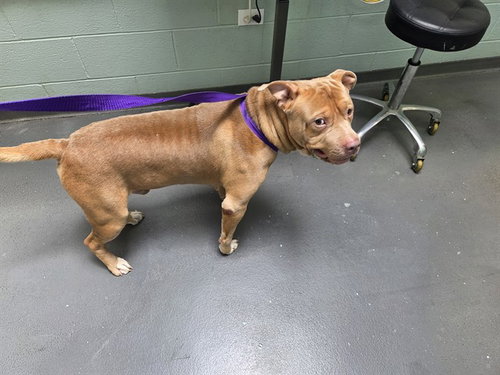 picture of the dog needing adoption