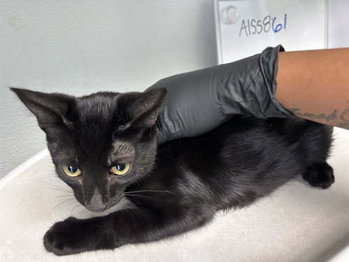 picture of the cat needing adoption