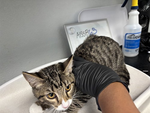 picture of the cat needing adoption