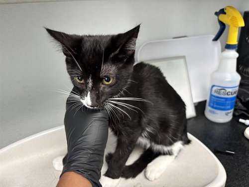 picture of the cat needing adoption