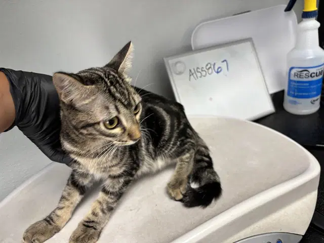 Cactus - Domestic Short Hair