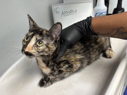 picture of the cat needing adoption