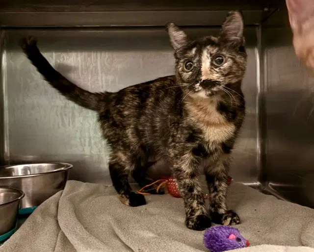 Rose - Domestic Short Hair