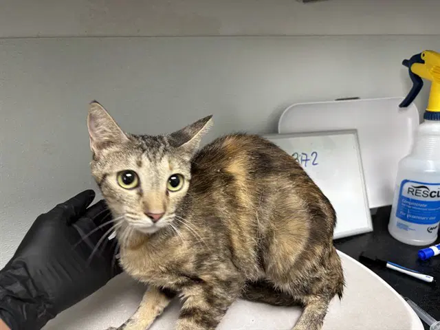 Sunflower - Domestic Short Hair