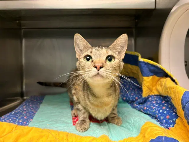 Sunflower - Domestic Short Hair
