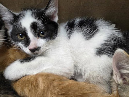 picture of the cat needing adoption