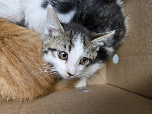 Gardenia - Domestic Short Hair