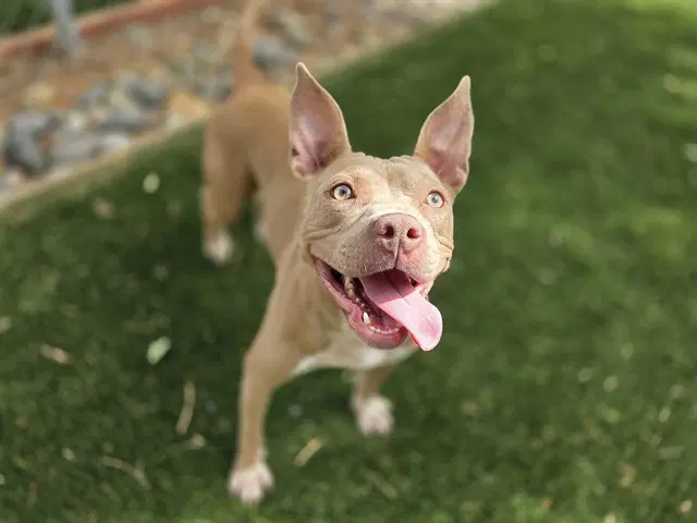 Trixie - Pit Bull Terrier
