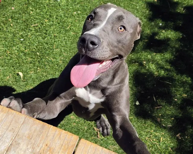 Jazzie - Pit Bull Terrier