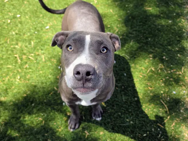 Cricket - Pit Bull Terrier