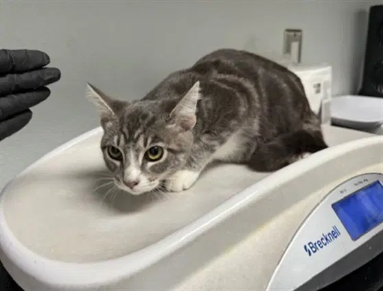 Rubble - Domestic Short Hair