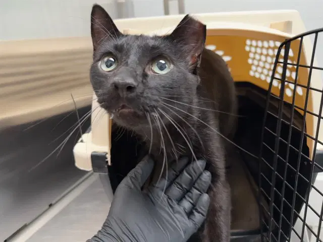 Scar - Domestic Short Hair