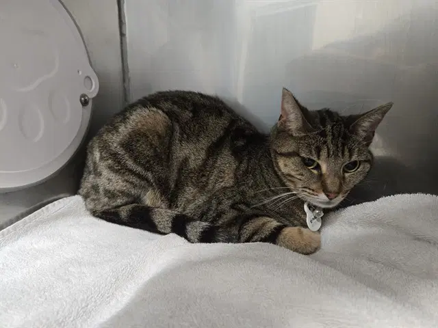 Muffin - Domestic Short Hair