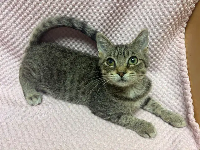 Zinnia - Domestic Short Hair