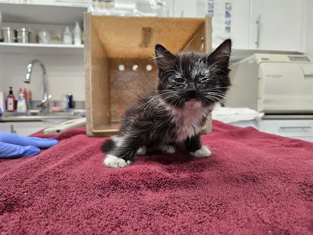Katara - Domestic Short Hair