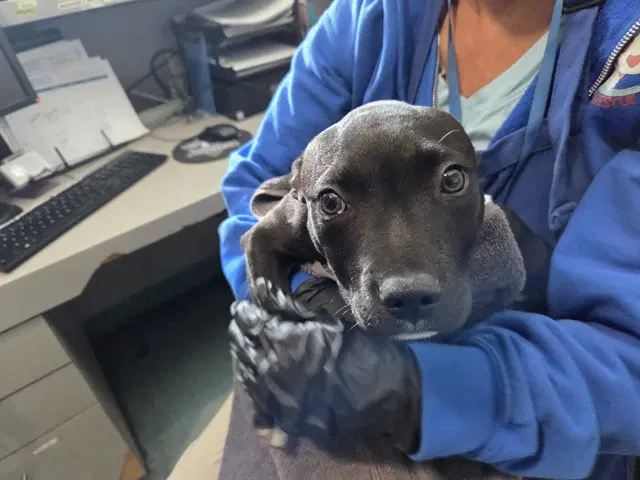Ollie - Pit Bull Terrier