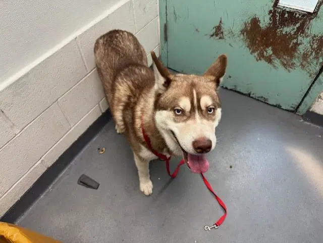 Ice Bear - Siberian Husky