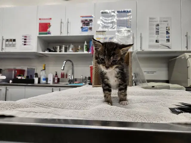 Viktor - Domestic Short Hair