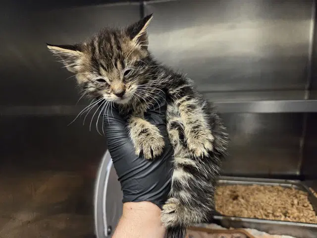 Viola - Domestic Short Hair