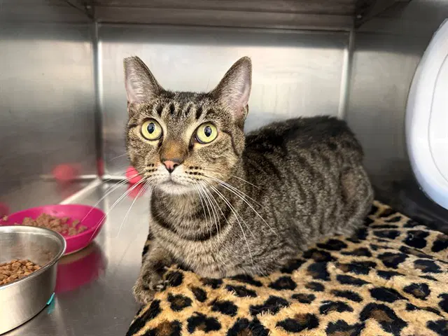 Cakey Cat - Domestic Short Hair